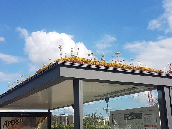 هلندی‌ها با سقف سبز ایستگاه‌های اتوبوس به کمک زنبور‌ها آمدند!