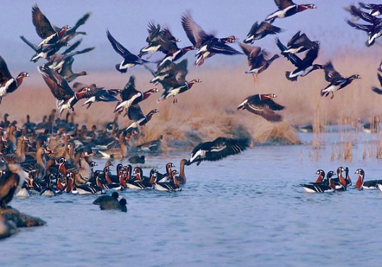 YousefKand Lagoon (2).jpg