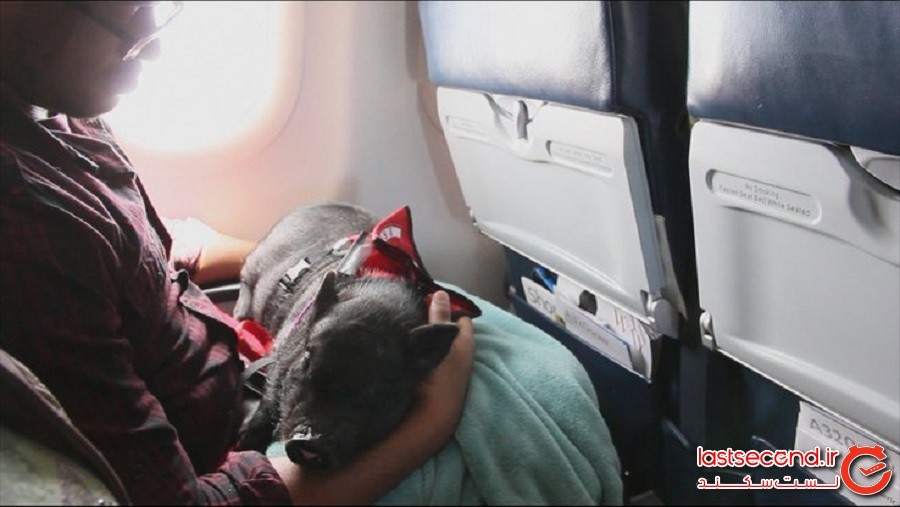 10 حیوان خانگی عجیب که تا به امروز افراد با خود به داخل هواپیما آورده‌اند
