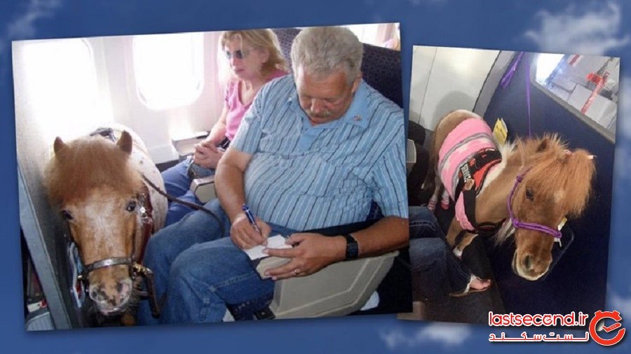 10 حیوان خانگی عجیب که تا به امروز افراد با خود به داخل هواپیما آورده‌اند