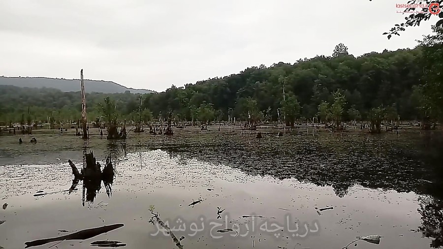 درختان تسخیر شده دریاچه ارواح
