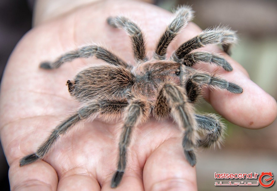 کشف 88 عنکبوت از گونه تارانتولا (tarantulas) در فرودگاه گویانِ فرانسه