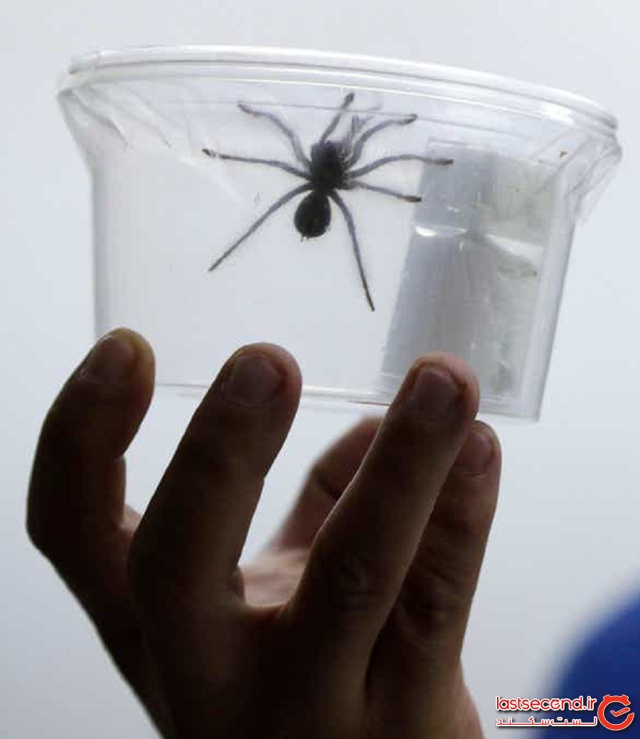 کشف 88 عنکبوت از گونه تارانتولا (tarantulas) در فرودگاه گویانِ فرانسه
