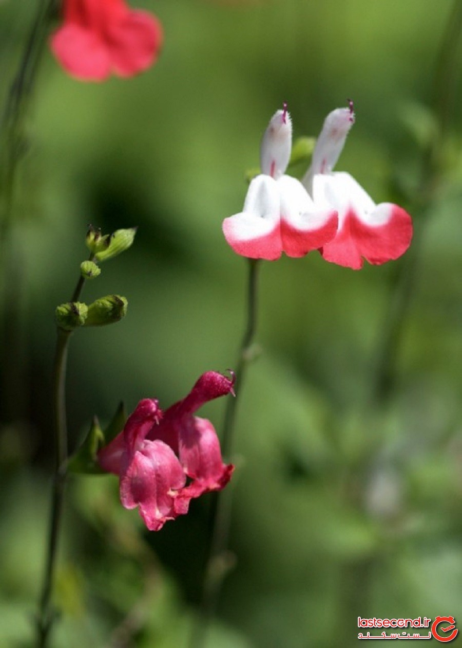 پل گل‌ ها، تنوعی از گل های ابروسیا تا رزهای مختلف