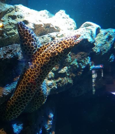 Sea Life Bangkok Aquarium (1).JPG