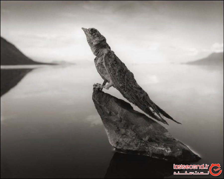 دریاچه ناترون، دریاچه ای که حیوانات در آن به سنگ تبدیل می شوند!