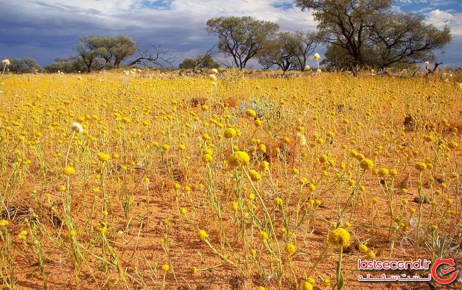 شکوفه‌های استرالیا: 22 عکس از فصل بهار در نیمکره‌ی دیگر زمین