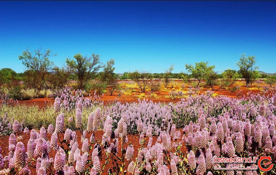 شکوفه‌های استرالیا: 22 عکس از فصل بهار در نیمکره‌ی دیگر زمین