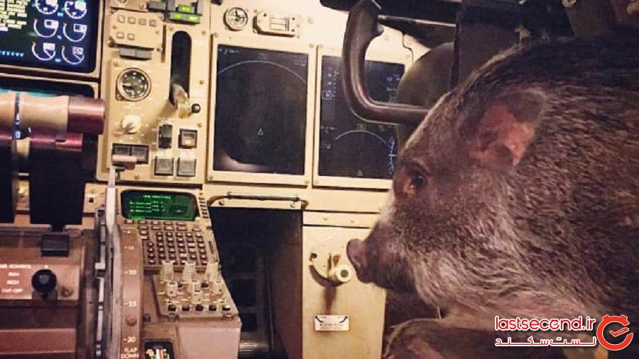 آیا حیوانات کمک احساسی باید اجازه ورود به هواپیما را داشته باشند؟