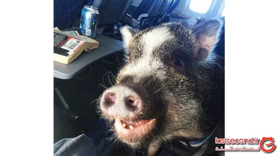 آیا حیوانات کمک احساسی باید اجازه ورود به هواپیما را داشته باشند؟