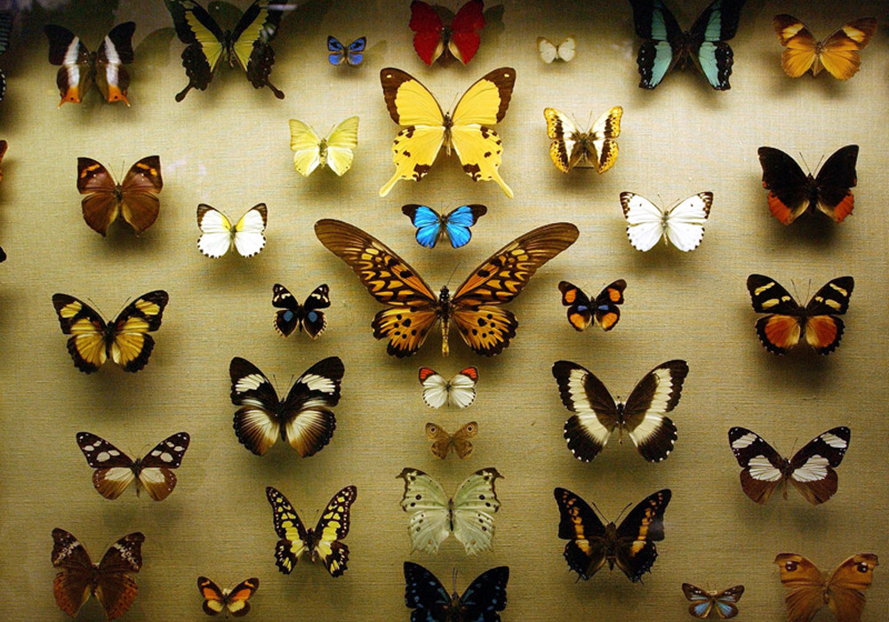 موزه پروانه ها باغ گیاهشناسی ملی ایران تهران: همه آنچه قبل از رفتن باید بدانید | لست سکند