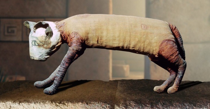 گربه مصری مومیایی‌ شده عجیبی که پنج‌ پا و سه دم دارد، کشف شد!