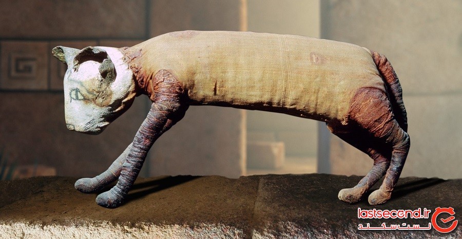 گربه مصری مومیایی‌شده عجیبی که دارای پنج‌پا و سه دم است