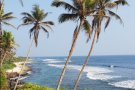Coconut Tree Hill (1).png