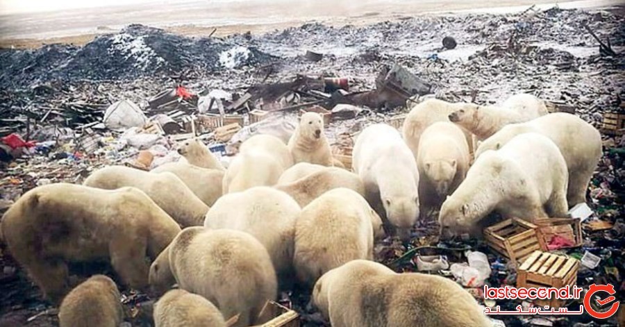 خرس‌های قطبی مجدداً به یکی از شهرهای روسیه حمله کرده‌اند