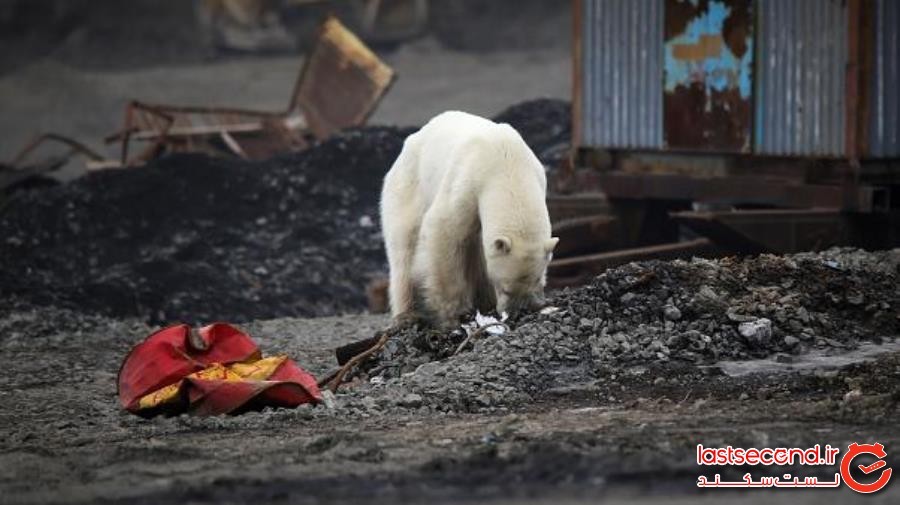 خرس‌های قطبی مجدداً به یکی از شهرهای روسیه حمله کرده‌اند