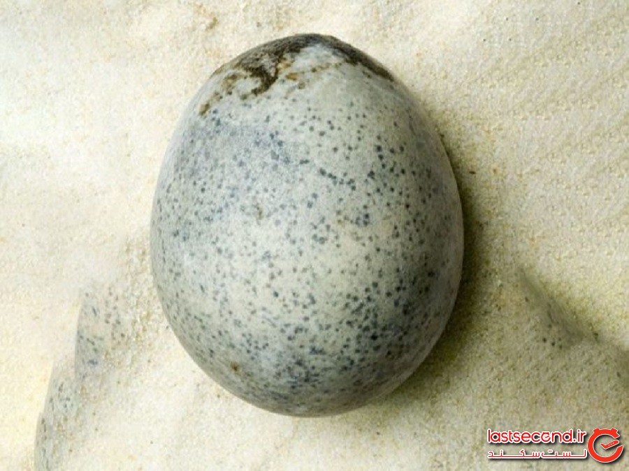یک تخم‌ مرغ بدبوی واقعی مربوط به امپراتوری روم باستان که دست‌نخورده پیدا شد