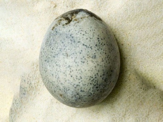 کشف تخم مرغ دست نخورده ای که عمرش به درازای روم باستان است!