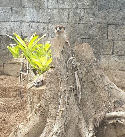 bali-zoo (2).JPG