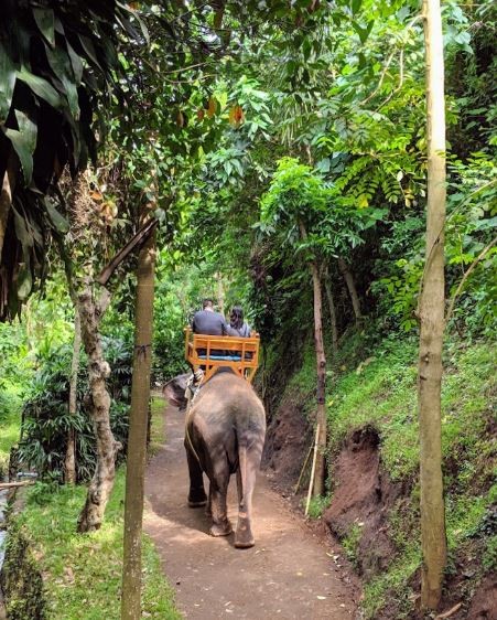 bali-zoo (7).JPG