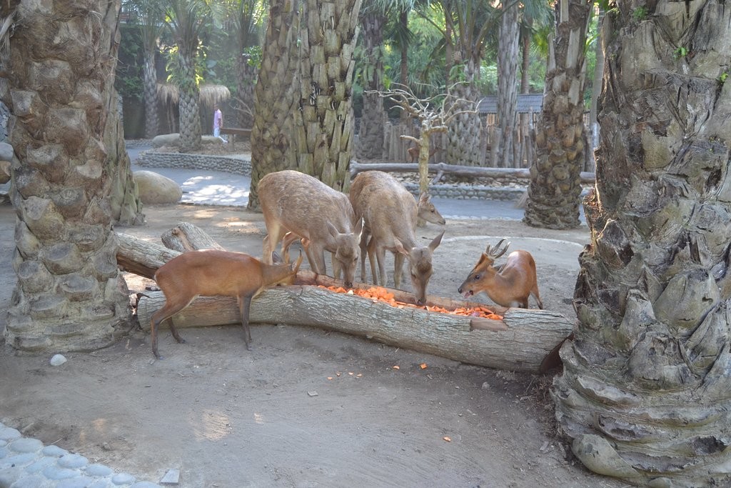 bali-zoo (8).jpg