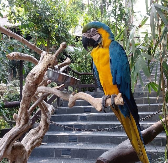bali-zoo (11).JPG