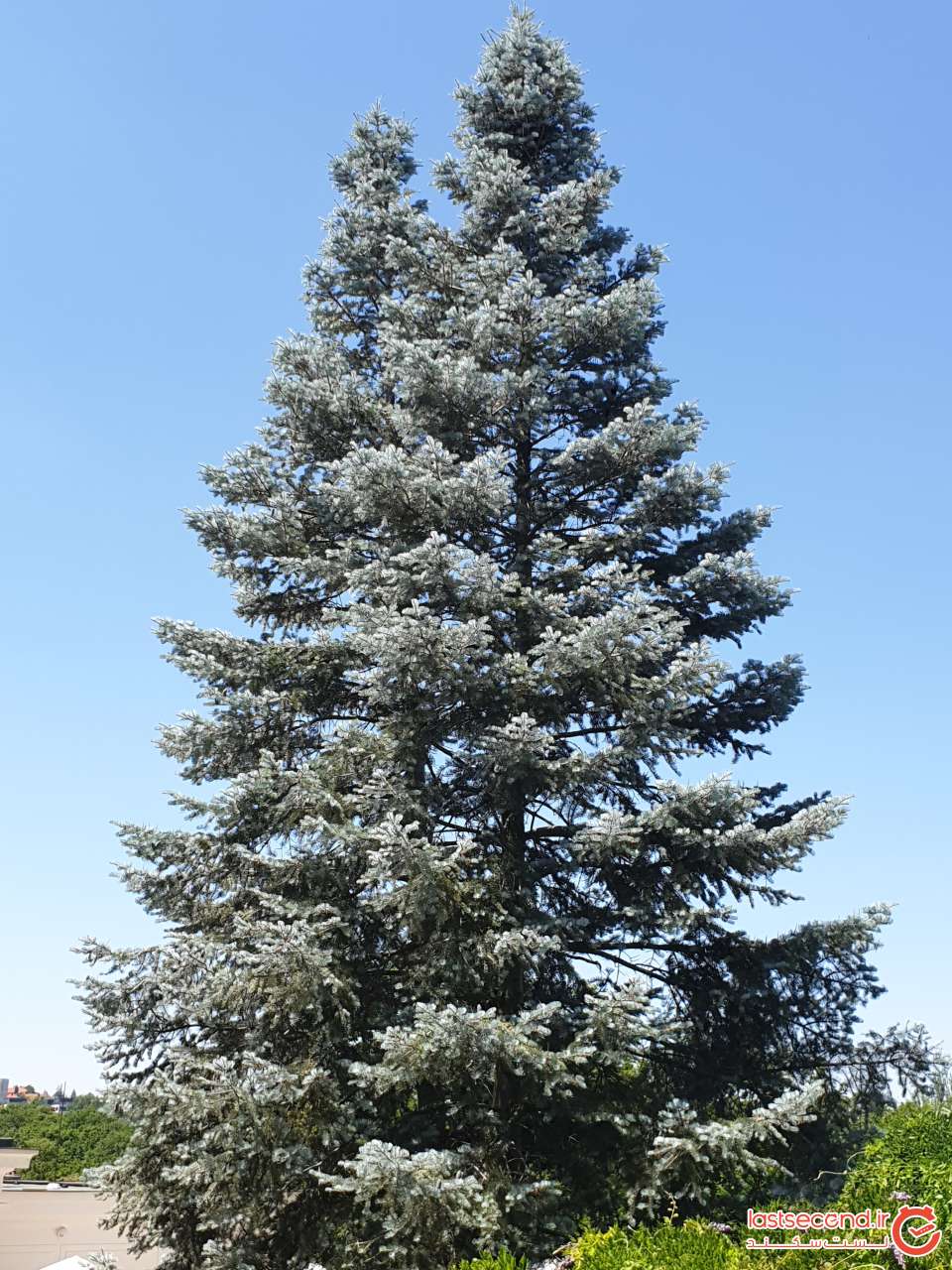 267.jpg