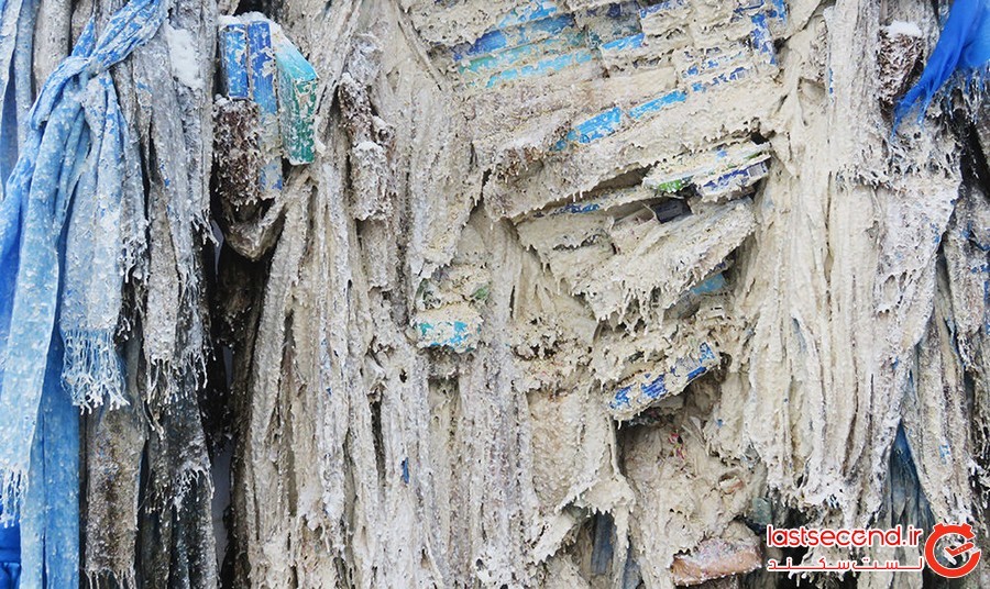 درخت مادر؛ درختی مقدس در مغولستان که دروازه دنیای روحانی است