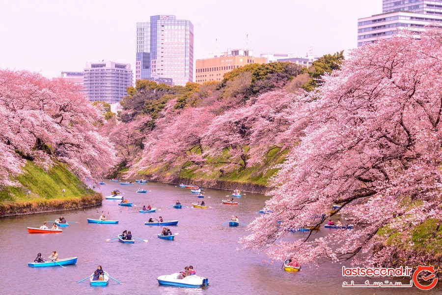 توکیو، شهر شکوفه های گیلاس و کارهایی که باید انجام داد