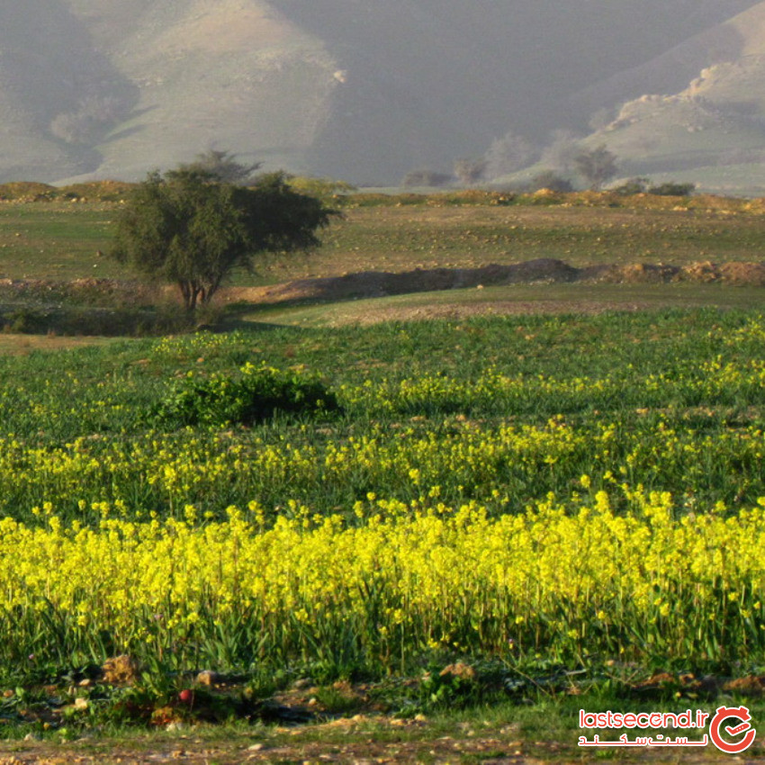 روستای بالا ده ( آریا شهر ) کازرون و دشت های گل نرگس، بالاده، کازرون، ایران  | لست سکند