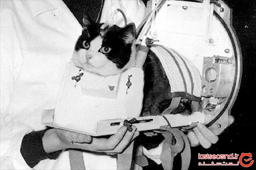 کمپین یاد بود فیلیست؛ اولین گربه ای که به فضا رفت!