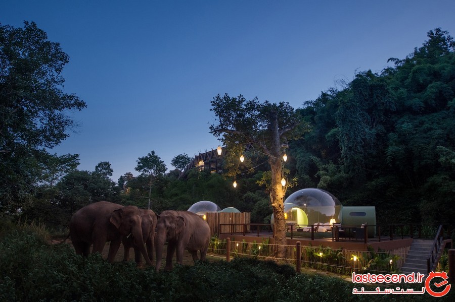کمپ فیل ها؛ تجربه ای متفاوت از اقامت در حیات وحش