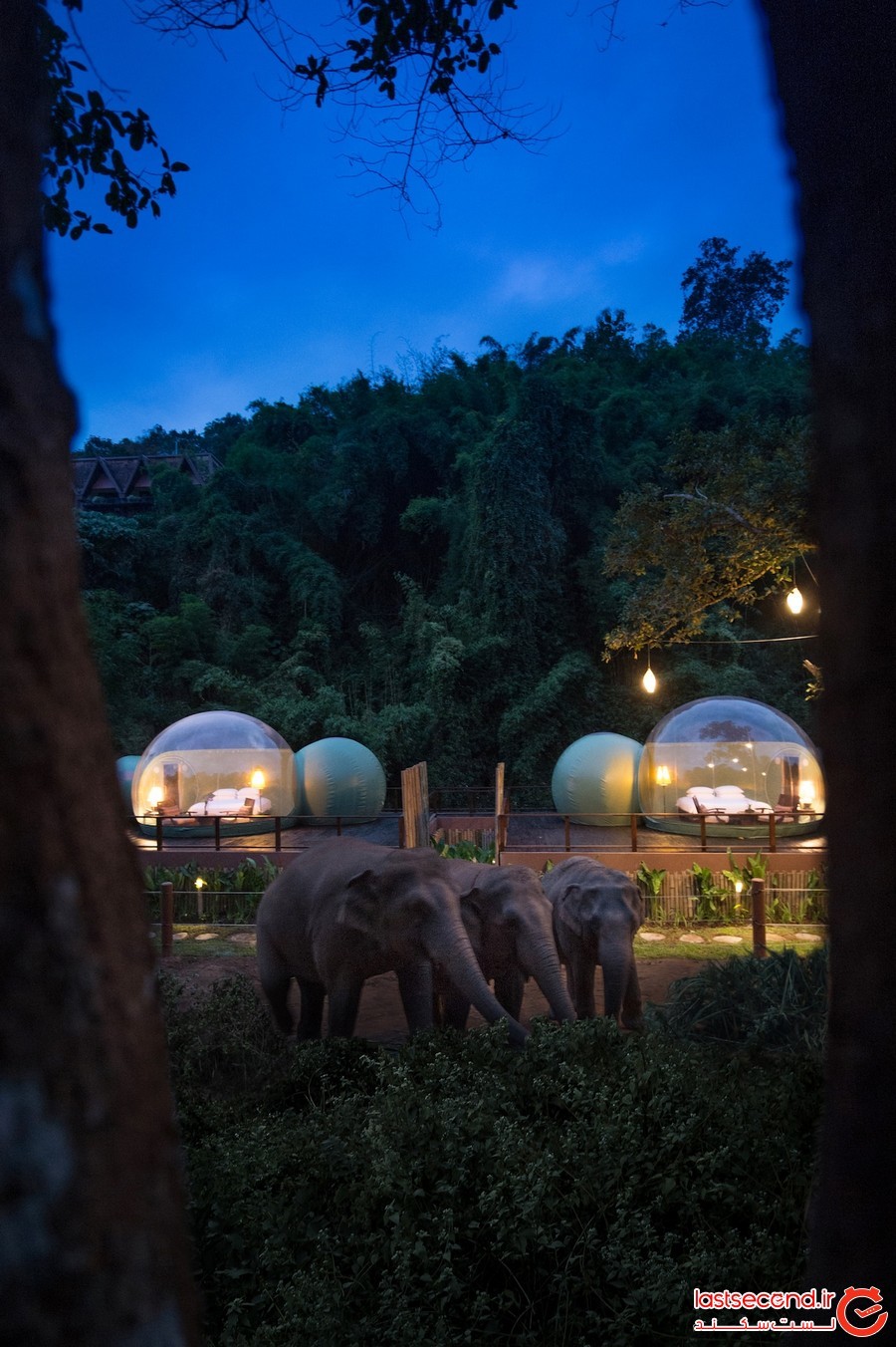 کمپ فیل ها؛ تجربه ای متفاوت از اقامت در حیات وحش