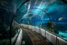 istanbul-sea-life-aquarium (10).JPG