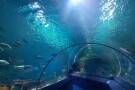 istanbul-sea-life-aquarium (4).JPG