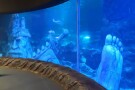 istanbul-sea-life-aquarium (5).JPG