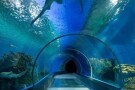 dubai-aquarium-underwater-zoo (2).JPG