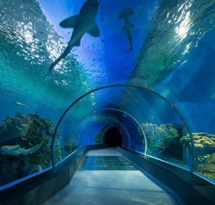 dubai-aquarium-underwater-zoo (2).JPG
