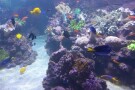 dubai-aquarium-underwater-zoo (6).JPG