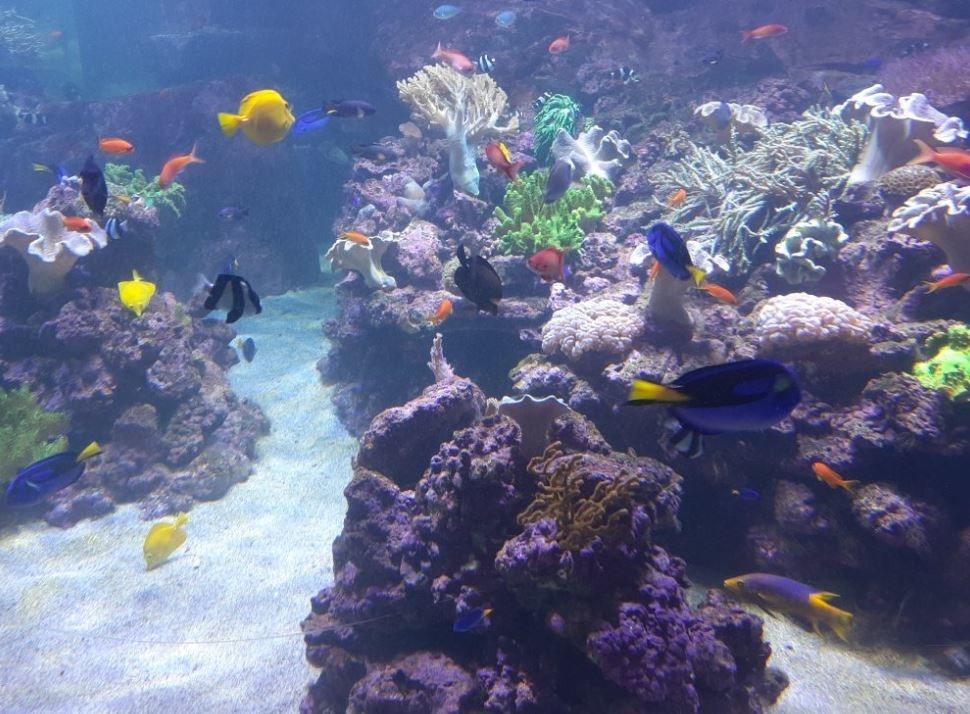 dubai-aquarium-underwater-zoo (6).JPG