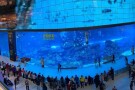 dubai-aquarium-underwater-zoo (1).JPG