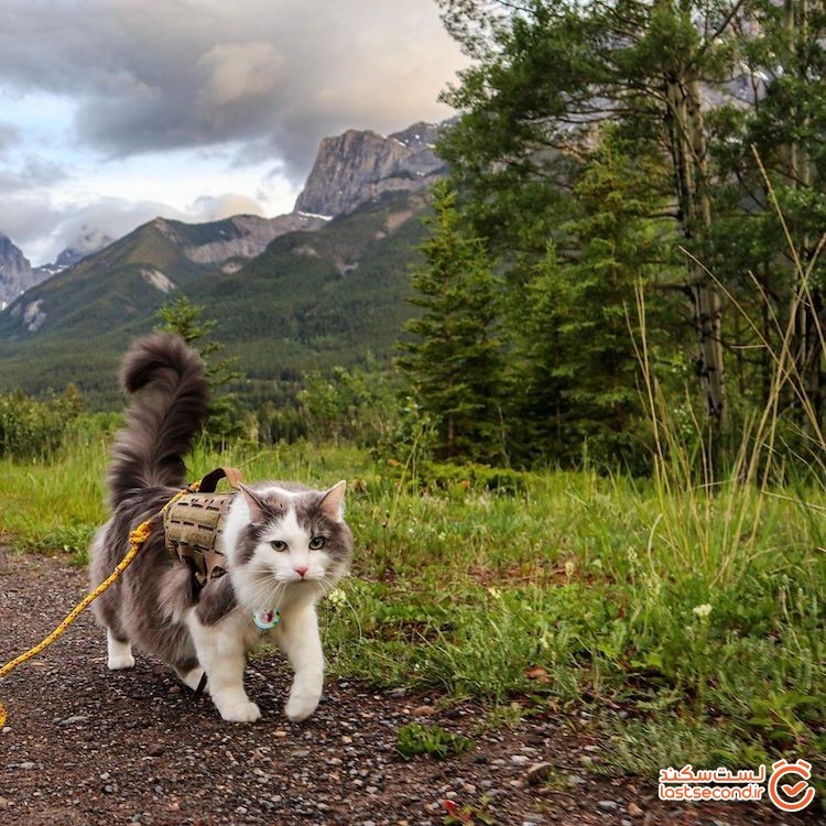 با گری، گربه ماجراجویی که در میان کوه‌ها پیاده‌روی می‌کند.