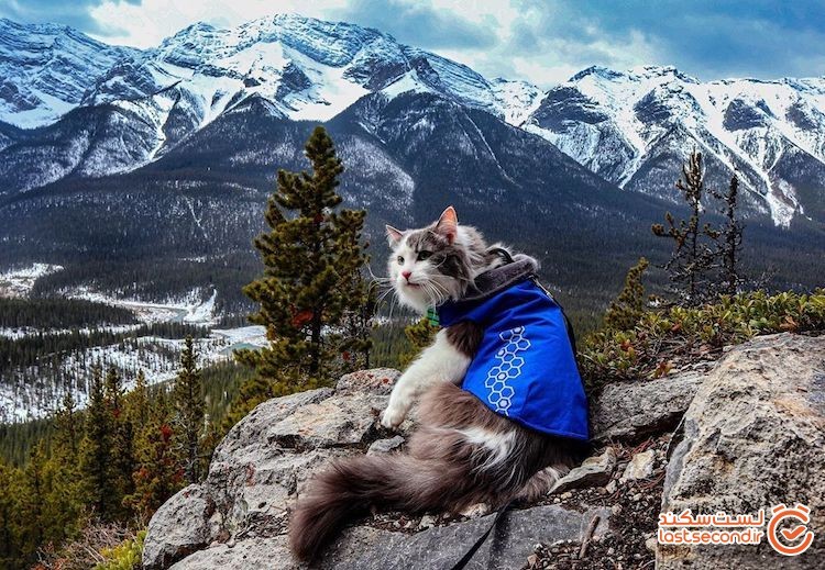 با گری، گربه ماجراجویی که در میان کوه‌ها پیاده‌روی می‌کند.