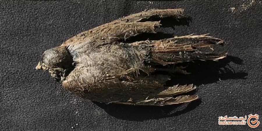 پرنده یخی 46000 ساله که حتی پرها و منقارش سالم است