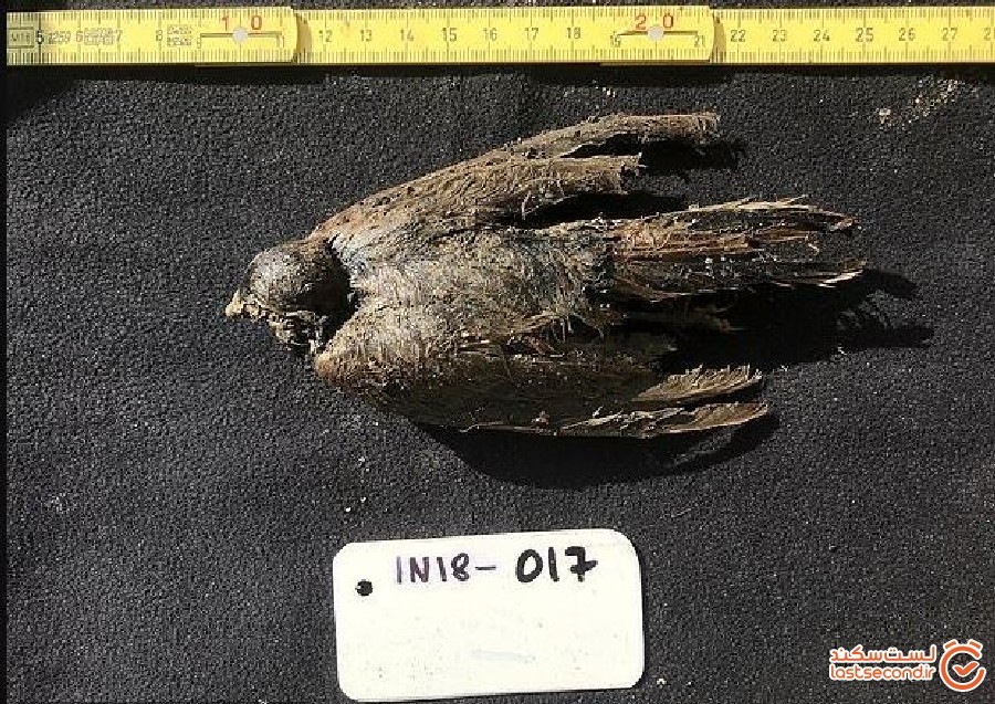 پرنده یخی 46000 ساله که حتی پرها و منقارش سالم است
