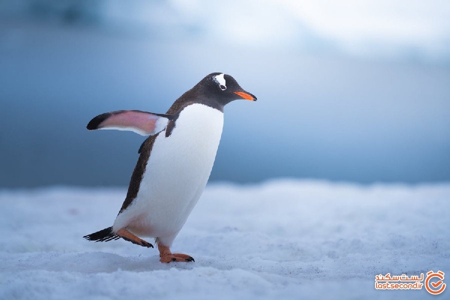 عکاسی از پنگوئن ها؛ تجربه ای لذت بخش با پیام محافظت از زمین