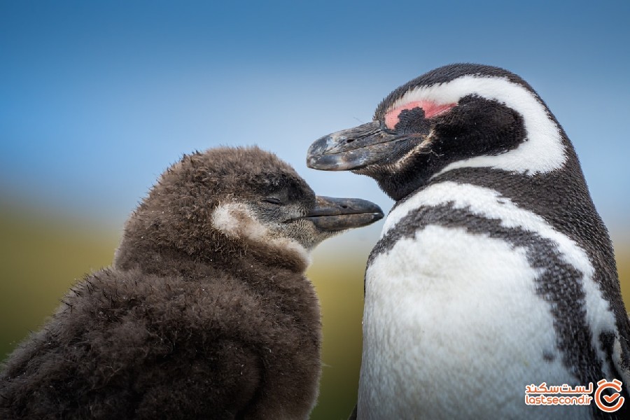 عکاسی از پنگوئن ها؛ تجربه ای لذت بخش با پیام محافظت از زمین