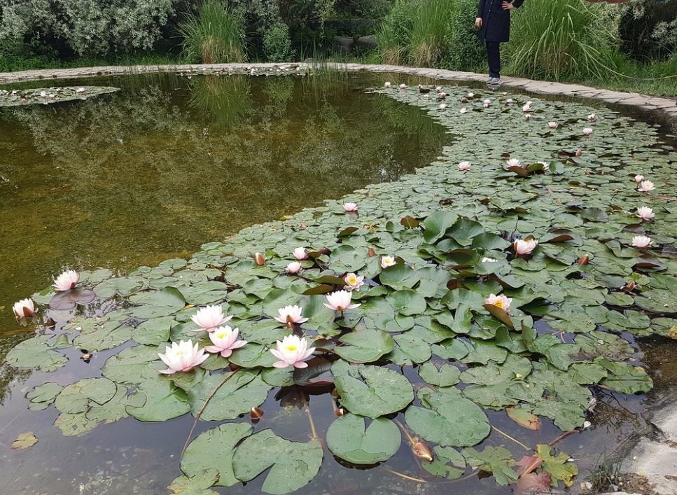 national-botanical-garden-of-iran (3).JPG