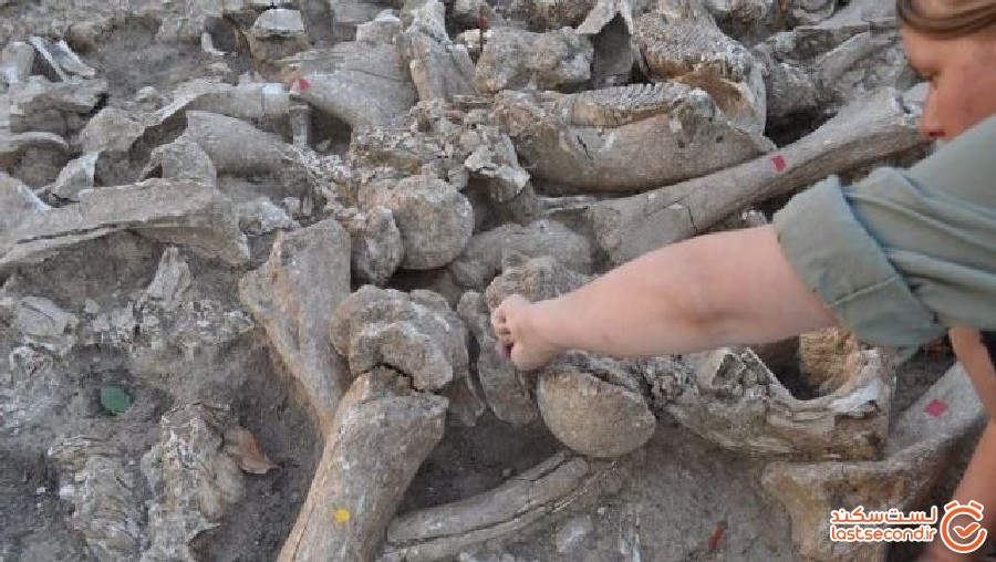ماموت‌هایی 25000 هزار ساله که گوشت و آتش را تامین می‌کرده‌اند