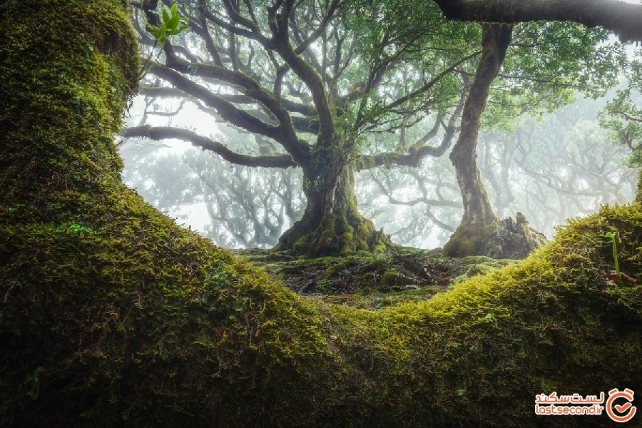 جنگل جزیره مادیرا، جنگلی رویایی و باستانی با درختان 500 ساله!